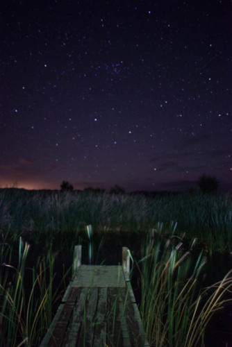 Sitting on the Dock of the Weeds